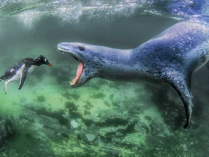The first place winner of the "Animals in their Environment" category went to Amos Nachoum for his photo of a penguin that is about to be eaten by a seal.