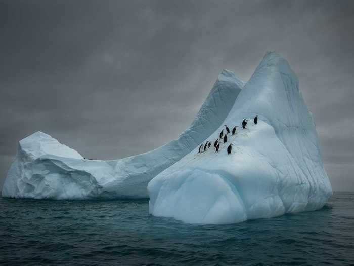 Mariusz Potock photographed chinstrap penguins chilling on an iceberg in Bransfield Strait, Antarctica.