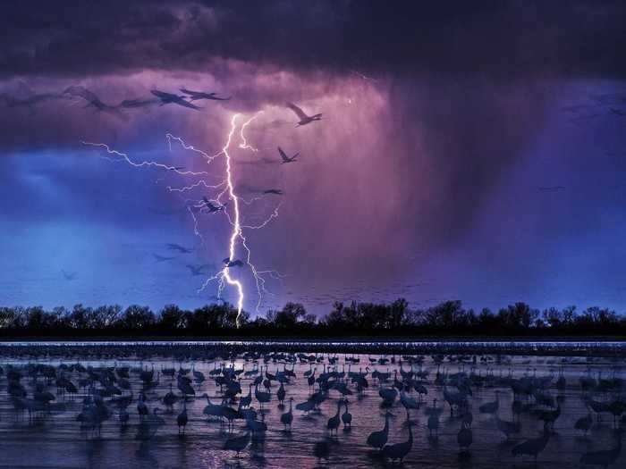 The 2017 Photo of the Year in the Siena International Photo Awards was "Sand Hill Cranes" by Randy Olson.