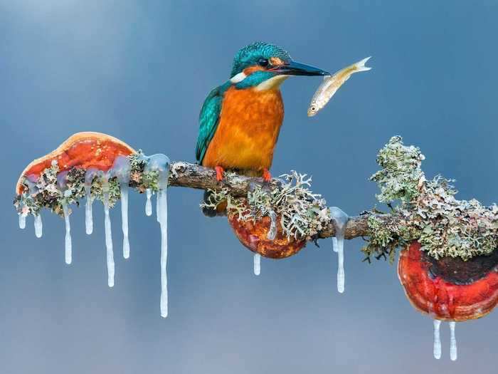 A brightly-colored kingfisher bird was photographed in Croatia by Petar Sabol.