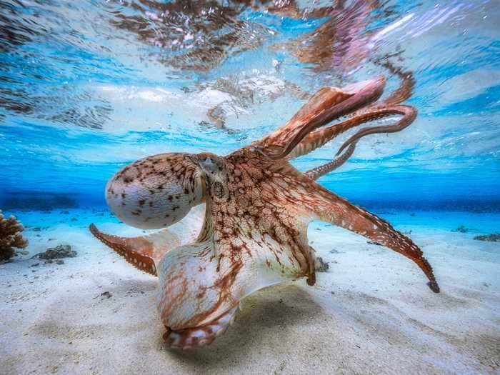 This "Dancing Octopus" won awards in two nature photography competitions.