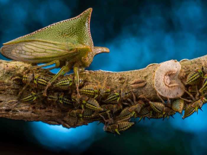 This photo of a treehopper guarding her young won the 2018 Wildlife Photographer of the Year