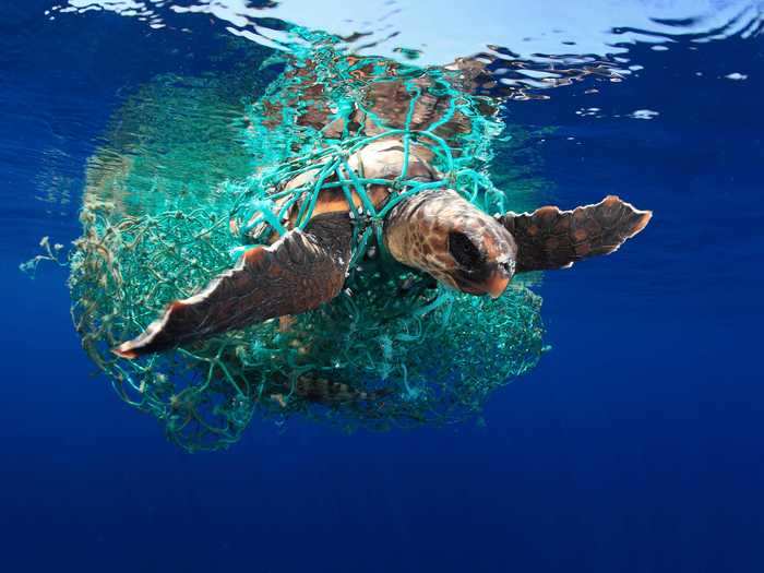 It would have been nearly impossible for this turtle to escape from a plastic net it got caught in without the help of underwater photographers who happened upon it.