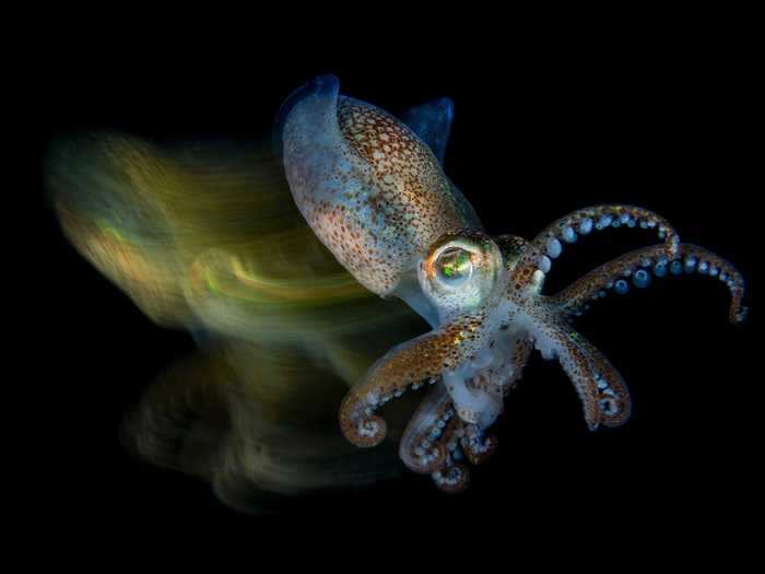 Fabio FabioIardino snapped a photo of a fast-moving cuttlefish for the 2019 Underwater Photography Awards.