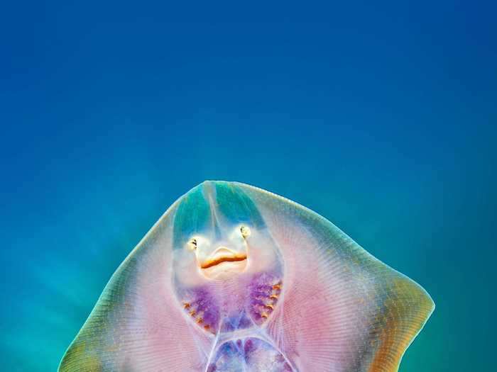 Nicholas Samaras snapped a photo of this friendly ray in Stratoni, Greece.