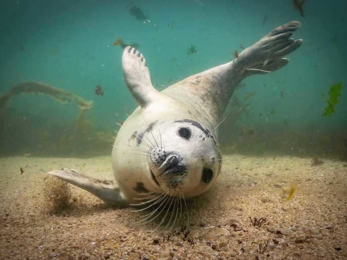 "This adorable seal pirouetted and arabesqued around me before sliding in and flicking sand over itself in a final attempt to get me to play — and it nearly worked!" wrote photographer Martin Edser of this photo.