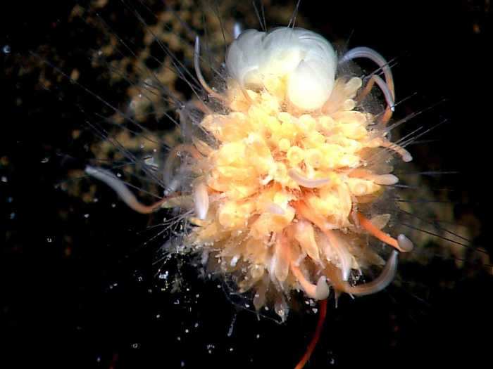 Like other animals, siphonophores begin with a single fertilized egg, which develops into a small larva that forms functions such as a mouth and tentacles. Then, as it continues to evolve and elongate, smaller buds begin growing off of it to create different functional parts.