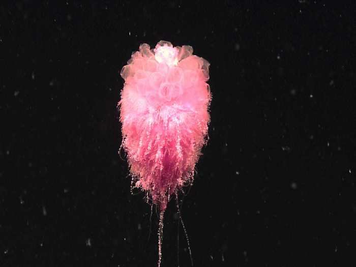 Because siphonophores function as multiple parts of a whole, they challenge the notion of individuality. Though the entire colony looks like one animal, it