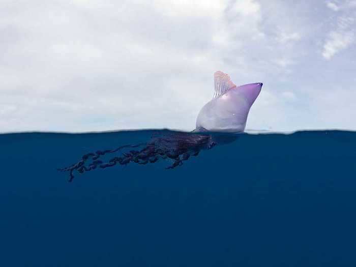 A good example of this is The Portuguese Man-of-War, a famously venomous siphonophore that