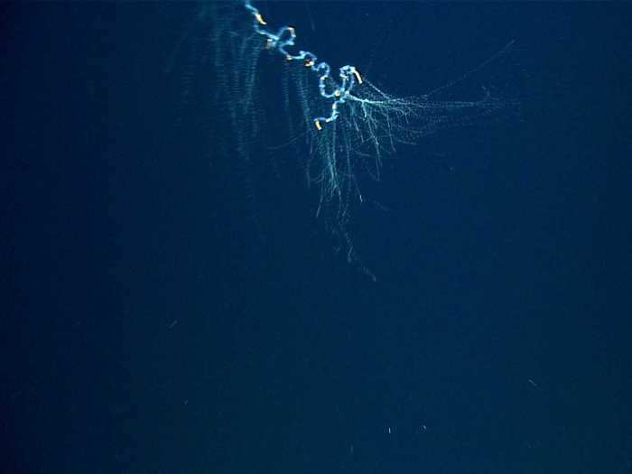 Though the Cnidaria group evolved half a billion years ago, siphonophores have a very simple nervous system. Scientists are still perplexed about how each zooid is able to colonize to act as one cohesive animal.