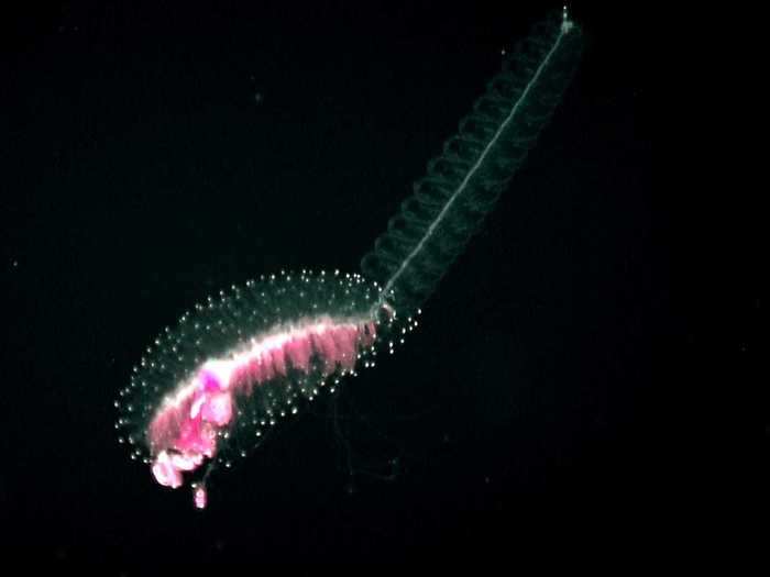 Siphonophores "have along the stem one long axon, which probably propagates signals from one end of the colony to the other,"  marine biologist Stefan Siebert told Wired. "But how they coordinate all this and how the whole colony appears to act as an animal, it