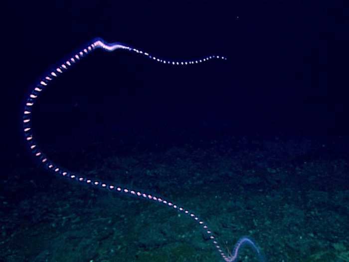 Siphonophores are thought to be among the longest creatures on earth. The most recent discovery by Schmidt Ocean Institute suggests that the siphonophore found off the coast of Australia is the longest recorded marine creature, at an estimated 150 feet.