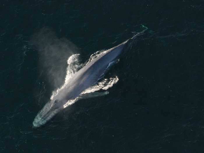 For perspective, blue whales, which are considered the largest living animals, are roughly only 100 feet long.