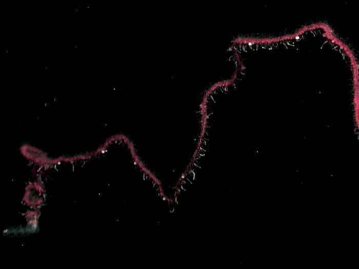 Some siphonophores, such as the Portuguese man-of-war can live at the surface of the ocean, while others remain at the sea floor. However, most siphonophores exist as active swimmers in the open ocean.