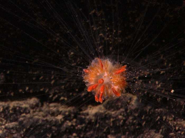 Siphonophores can come in numerous shapes and sizes. This orange siphonophore is known as a "dandelion animal," which gets its name for its glowing flower-like appearance as it hovers above the ocean floor.