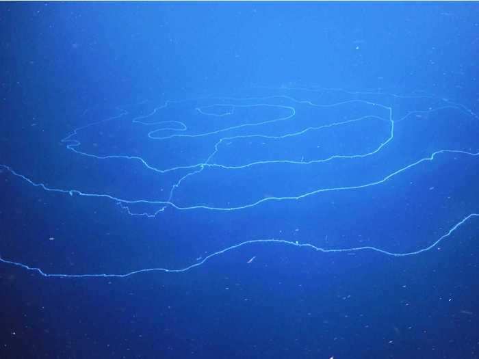 The siphonophore was found some 2,000 feet below the research vessel and left the scientists astounded. "It looked like an incredible U.F.O.," Dr. Wilson, a senior research scientist at the Western Australian Museum told the New York Times.