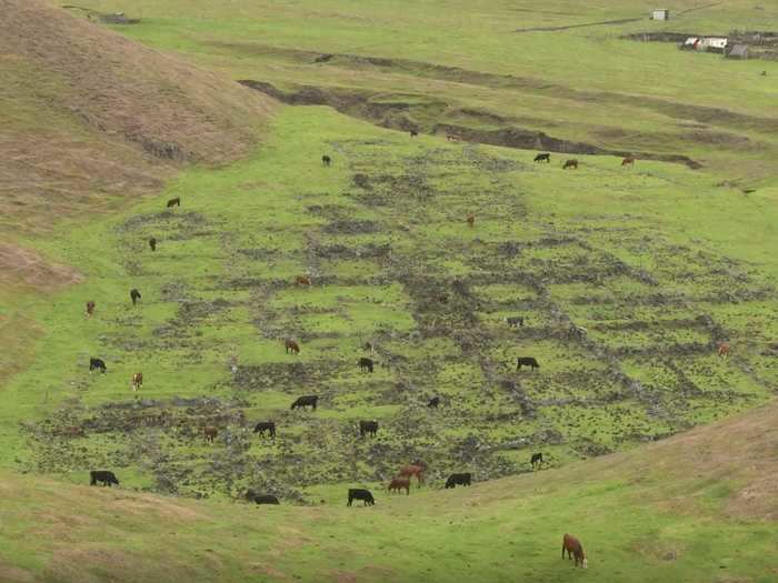 The numbers of livestock each family owns are controlled by the government to prevent overgrazing of the limited land — each household can own two cows, while a single householder can only have one.