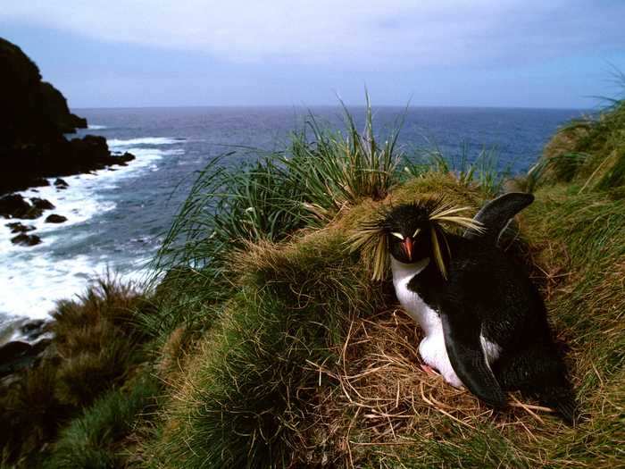 Animal life includes rare bird breeds and Northern Rockhopper penguins.