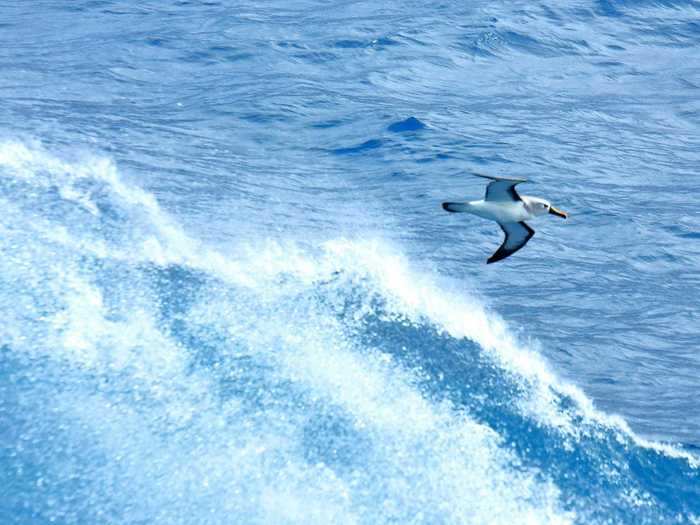 There are three different species of albatross native to the island, but the albatross are threatened by mice every year.