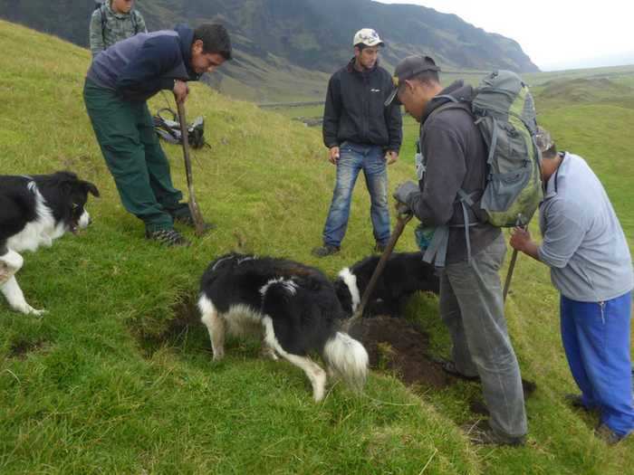 On this holiday, men team up and compete to see who can catch the most, and the biggest, rats and mice — it was an idea thought up before mice repellent existed on the island.