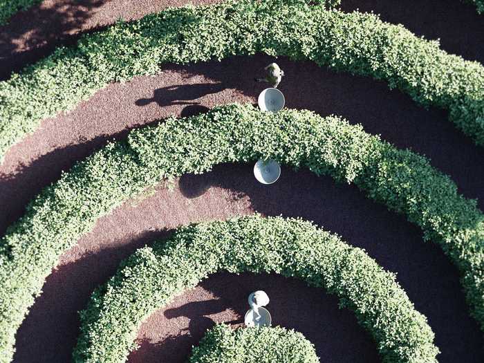 ... and three-foot-wide hedges separate them to ensure optimal social distancing.