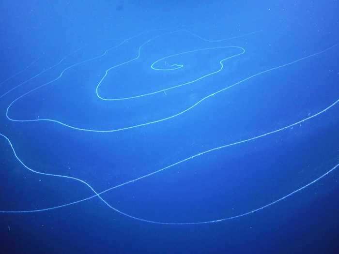 A 150-foot long marine creature — possibly the world