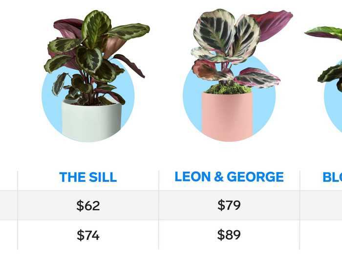 Plant prices