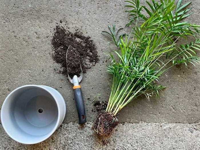 Caring for your plant