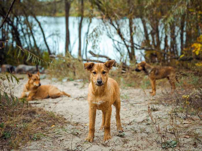 But some of the pets survived, and now hundreds of their descendants live in the exclusion zone.