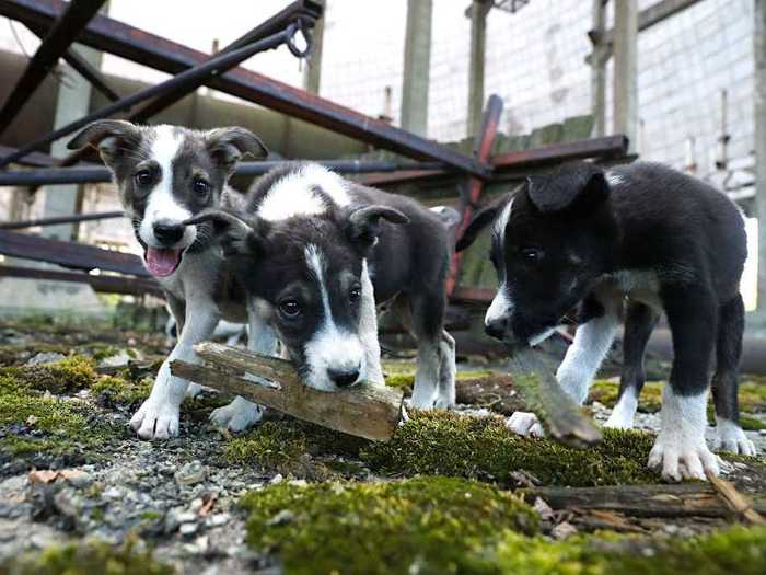 The Clean Futures Fund (CFF), which has been visiting Chernobyl to spay, neuter, and vaccinate stray dogs, estimates that there are more than 600 stray dogs throughout the exclusion zone. SPCA International (SPCAI) estimates that it has provided care fore more than 800 dogs and cats living there.