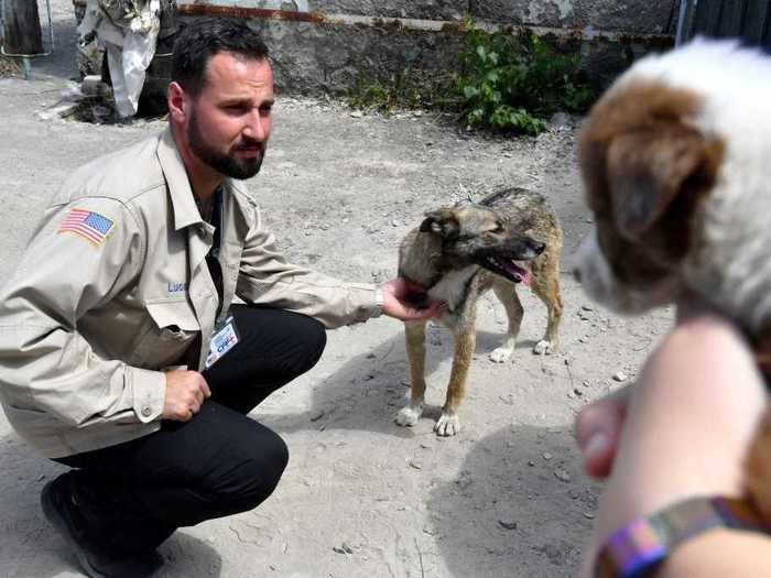 While there are many of these stray animals in the exclusion zone, SPCAI and CFF report that most of them struggle to survive there. They rely on the care and scraps of power plant workers and occasional visitors, and few live to be more than six years old.