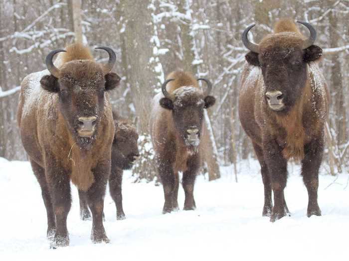 Today, you can find elk, deer, wolves, bison, foxes, and dozens of other species roaming the area.