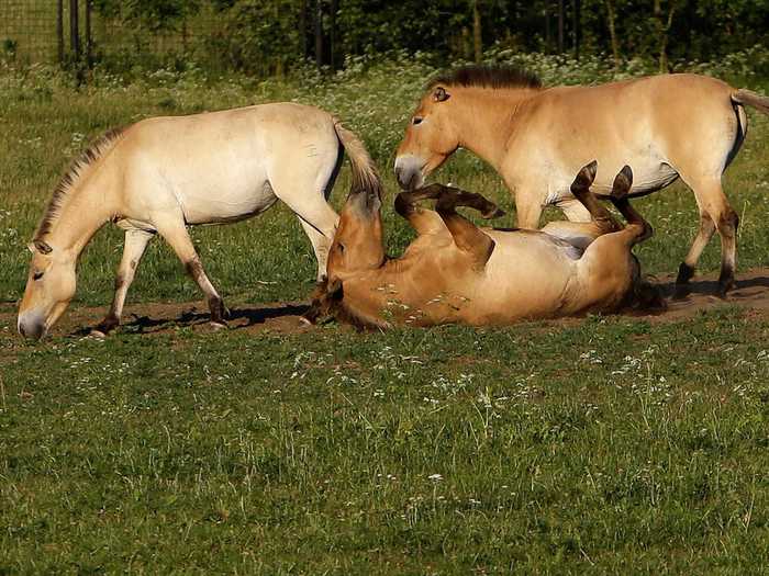 And you can even find the endangered Przewalski