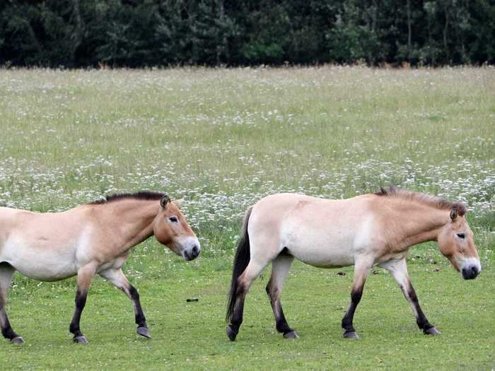 Scientists purposefully released them in the area in the 1990s as part of a conservation program. They travel in herds and seem to have adapted well to the environment, according to the University of Salford