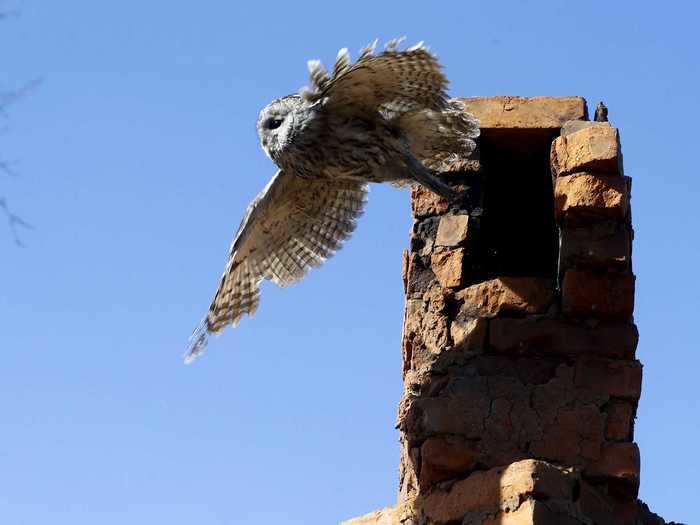 Scientists are trying to understand just how much wildlife inside the exclusion zone is benefiting from the lack of human interference and how much it is suffering from the contamination in the zone.