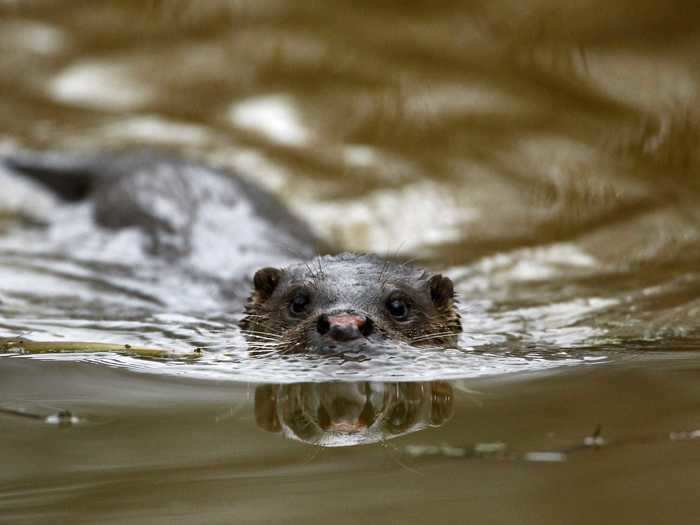 Some researchers think that wildlife has come to the area because it has been almost completely untouched by humans, which has allowed certain species to thrive.