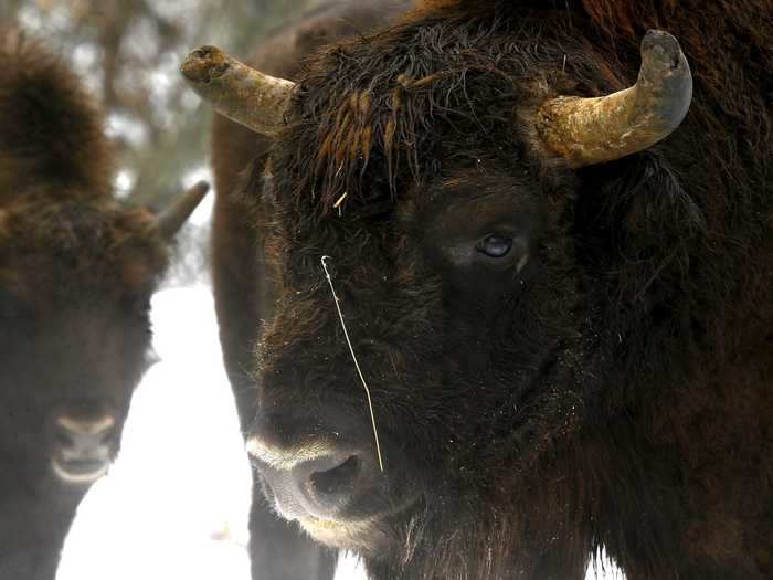 Bison, in particular, are thought to benefit from the reduced human population.