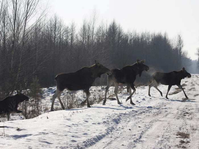 So scientists are also studying how radiation exposure levels change in animals as they travel throughout the different areas within the zone.