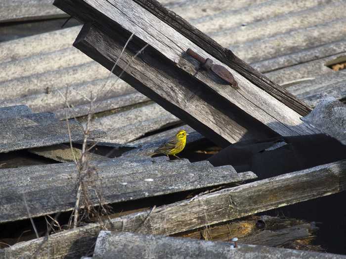 For example, one group of researchers working with Orizaola found that frogs within the exclusion zone are darker in color than frogs inhabiting areas outside of it.