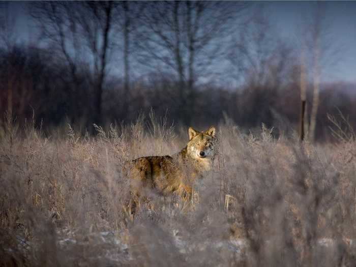 Mutations among the large wolf populations within the zone are also being explored.