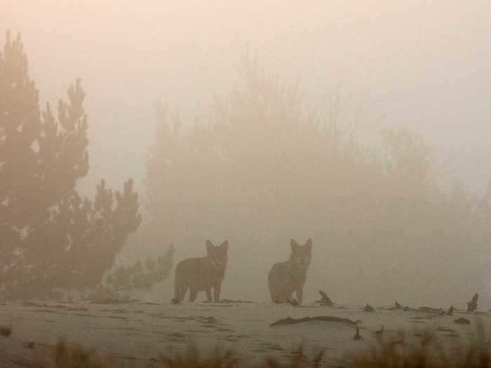 Wolves are one of the most prominent species residing within the exclusion zone.