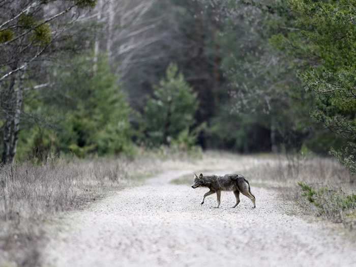 Scientists have found that the population of wolves is seven times greater in the Belarussian part of the Chernobyl zone than in comparable, uncontaminated reserves.