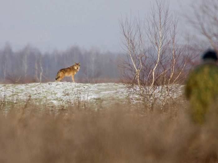 Jim Beasley, a wildlife ecologist at the University of Georgia in the US, told National Geographic in 2016 that the wolves in the Chernobyl exclusion zone may outnumber the wolf population at Yellowstone National Park.