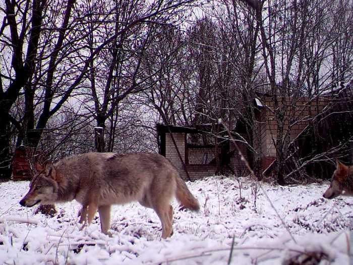 Scientists tracked one of these wolves from the Chernobyl exclusion zone all the way to Russia, which Beasley told National Geographic in 2018 isn