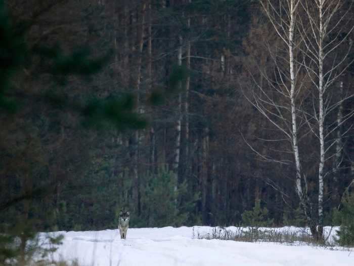 But seeing as how the wolf was physically capable to make that 250-mile journey, and that mutational effects are usually harmful, Anders Moller, a scientist at the University of Paris-Sud, told National Geographic that that