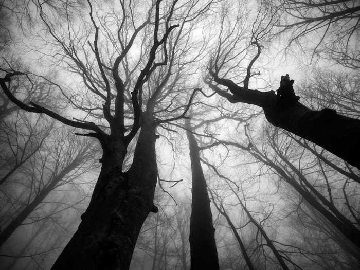 He started his book, "The Passion of Trees," to show that "each tree has a story by itself, just like humans."