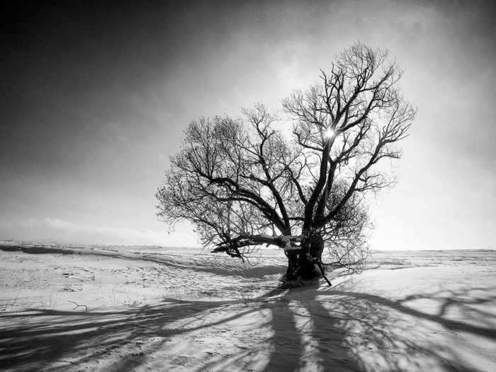 "I saw the pain in trees, so I wanted to give this message to people: If trees did not exist, our lives would be in disorder," he said.