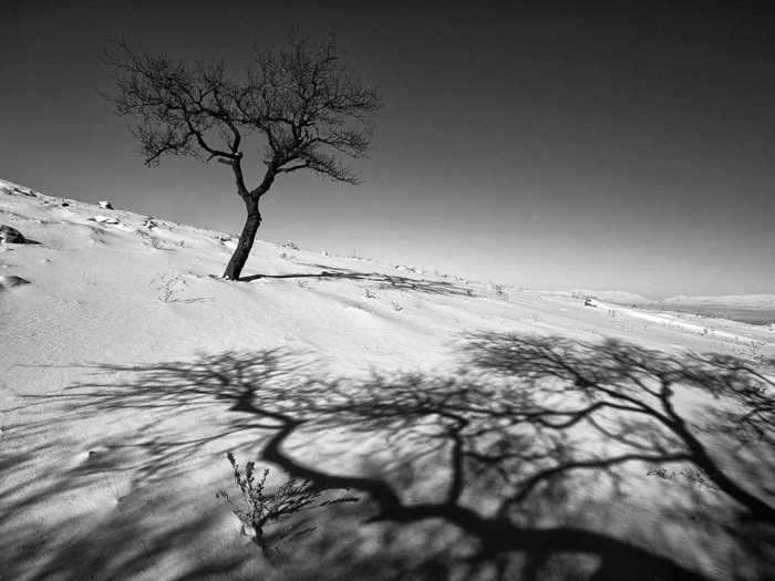 For his photographs, Shokri chose trees that he believed looked "like humans," with character in their trunks and branches, like this almond tree.