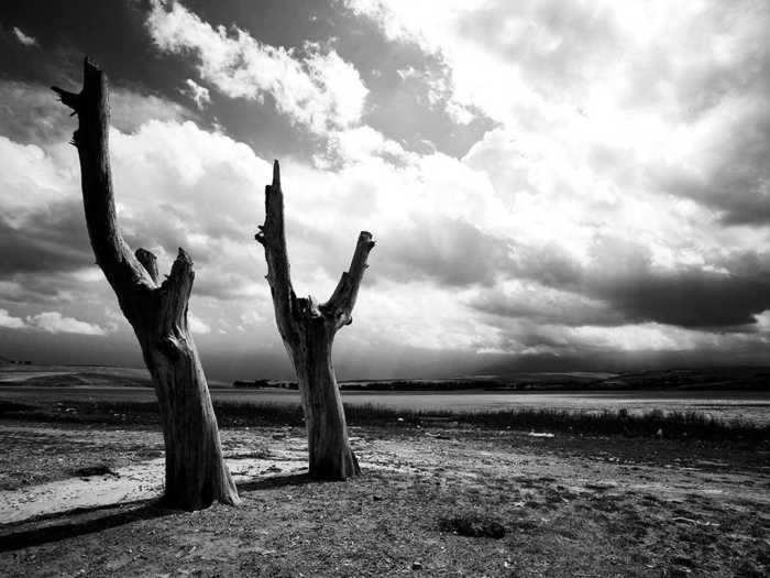 He wants people who see his work to recognize the "fragility and vulnerability" of trees.