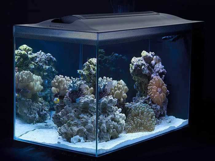 The best mini reef tank